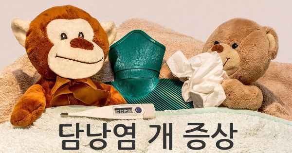 담낭염 개 증상