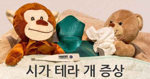 시가 테라 개 증상
